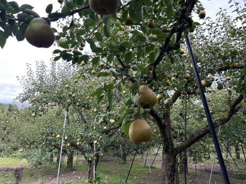 受け入れ先である「Farmおとらふ」のラ・フランス果樹畑