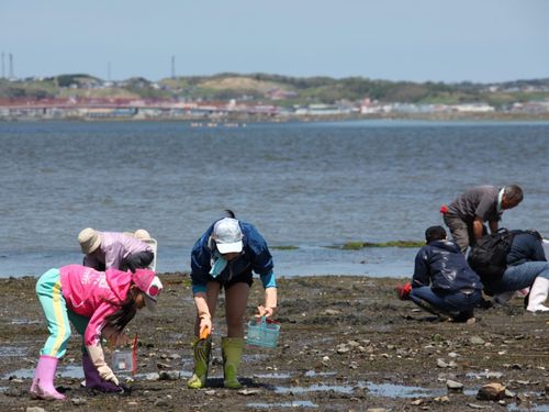 休日には、潮干狩りを楽しむ人の姿も。