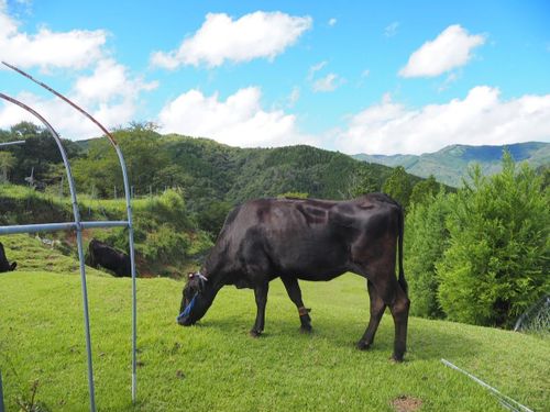 綾野ファームで放牧され、在来の芝を食む牛