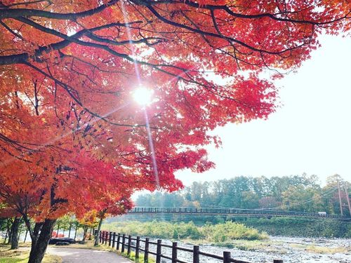 紅葉と吊橋（駒ヶ根高原・こまくさ橋）