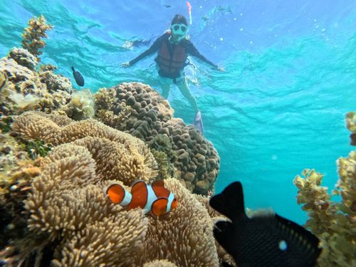 透き通る青い海でカクレクマノミと一緒にシュノーケリング！
