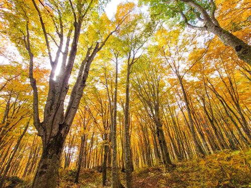 山腹のブナ林。ここまで紅葉が進んでいれば最高だけど？