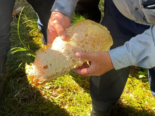 巣箱から取り出した巣蜜