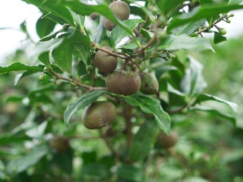 不耕作の茶畑になる茶の実