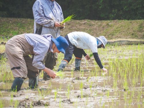「透明な米プロジェクト」では、福岡の企業が米作りにも参加しています