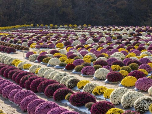「菊の里ときわ」のざる菊