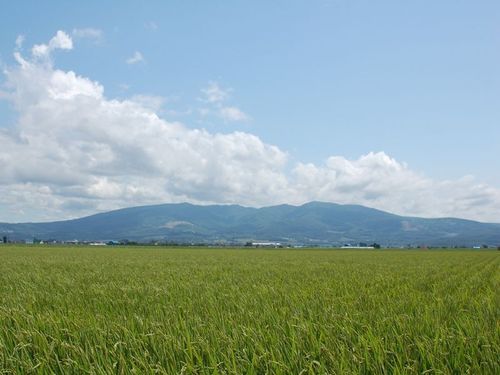 なだらかな音江連山