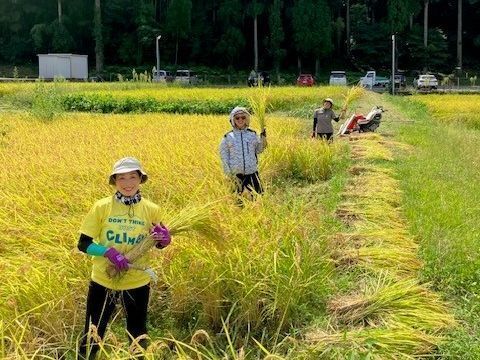 稲刈り