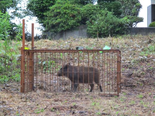 ワナで捕獲されたイノシシ。諫早市では年3,000頭程度が捕獲されている