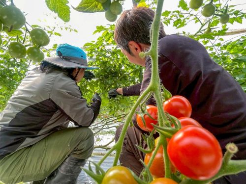年間を通して様々な作物ができる南大隅町。農業のスタイルは多種多様です