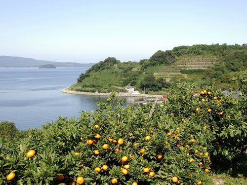 海沿いの斜面地に広がるみかん畑.