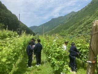 ブドウ畑
