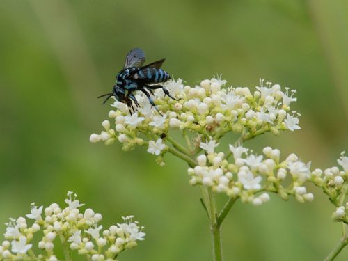 しあわせを呼ぶ？ブルービーも山の資源