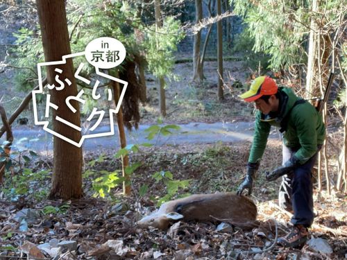捕獲したイノシシ