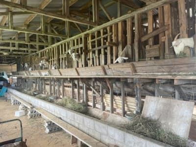 【課題解決】ヤギ小屋の清掃活動