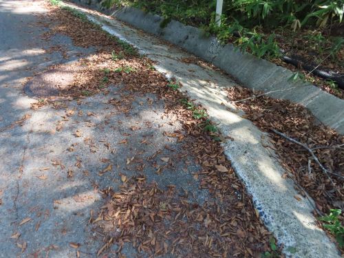高洲山のブナ林下の道路際にブナの実が沢山落ちています。