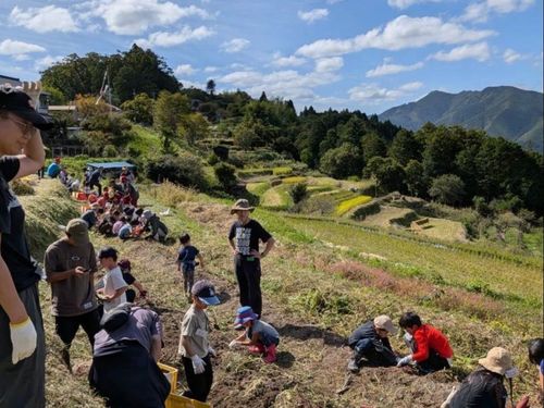 中辺路町高原での芋掘りの様子