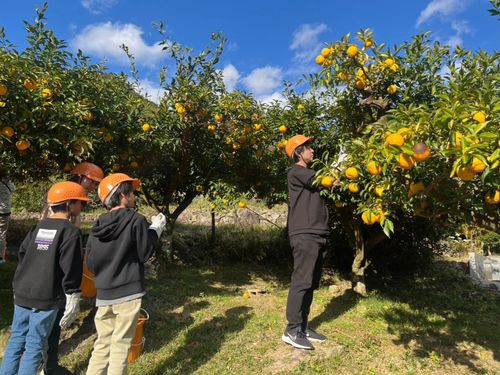 青空の下、地元の生産者さんと一緒に旬の柚子を収穫！
