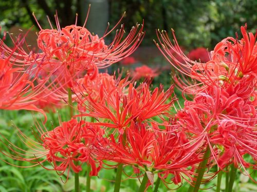 秋には一面の彼岸花