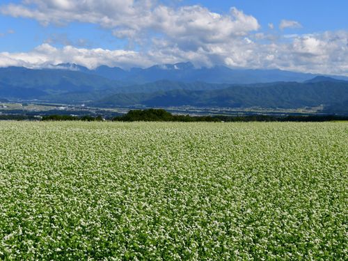 広がるソバ畑