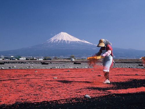 静岡市のさまざまな場所から富士山が拝めます🗻