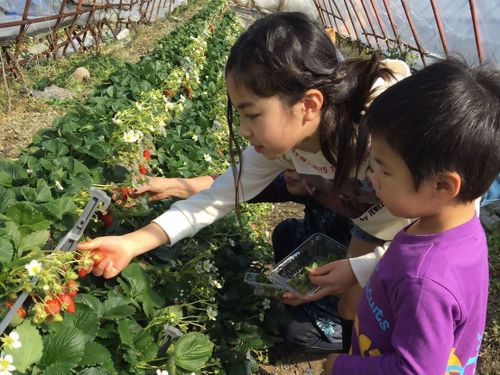 久能名物の石垣いちご🍓