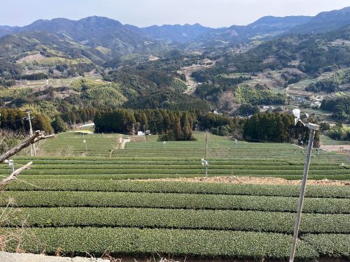 熊本藩のお殿様 御用達の茶畑（岳間茶）