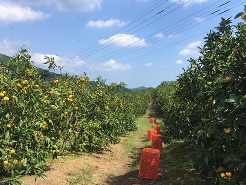  宮崎の豊かな自然に包まれた果樹園。地域ならではの柑橘栽培の魅力を現地で実感！