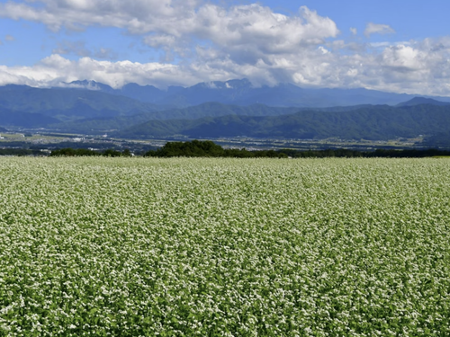 豊かな自然は先人たちが作ってくれたもの🏔