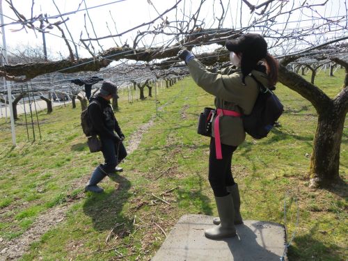 加賀でのナシの剪定