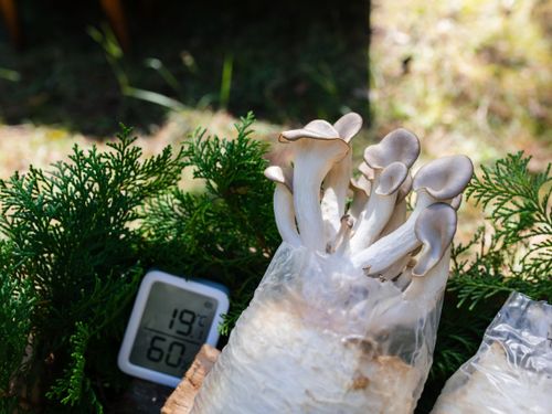 どうやって針葉樹でキノコ栽培をするのか？ 気になりますよね。