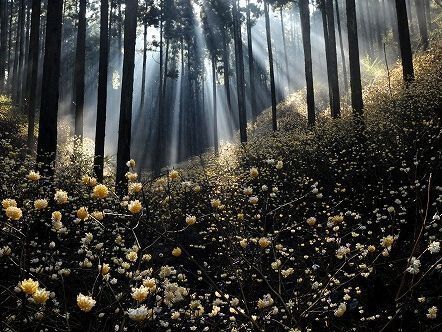 幻想的に咲くミツマタ（焼森山）