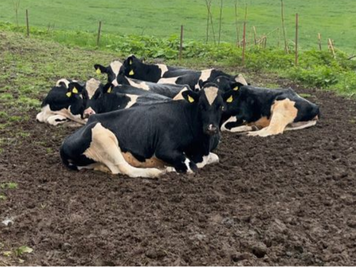大自然の中で飼育する酪農業