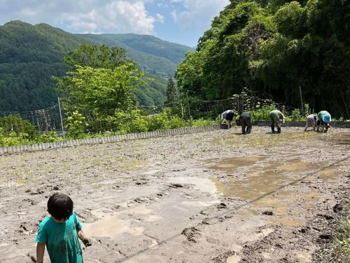 子どもたちも泥んこになって手植えを体験！