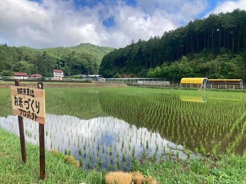 別府弁天池そばの田んぼ