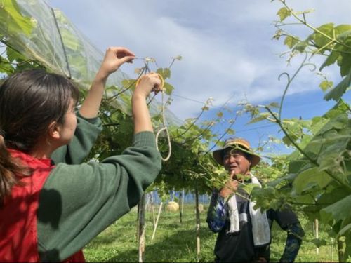 地味なツル切り作業が、翌年のぶどうの出来を左右します。丁寧に、１つずつ。