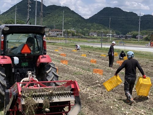 にんにくの収穫作業