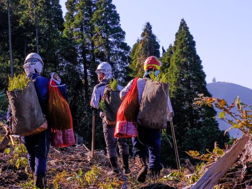 苗木を背負って植え付け場所まで運んでいる様子