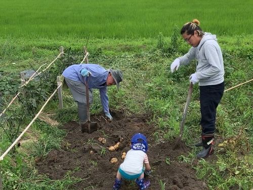 実家の畑では3世代で収穫作業。リヤカーに乗せて運びます。