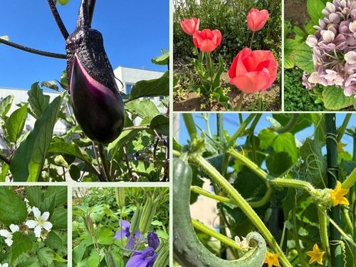 菜園（CHITOちと）では居住者が野菜や花を育て交流の場に！