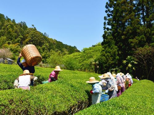 お茶摘み