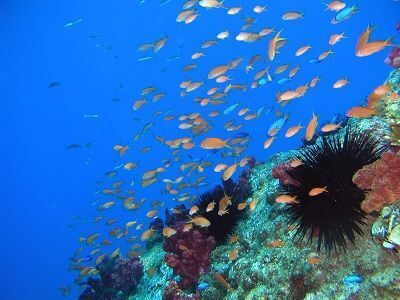 ダイビングのスポット　沖の島