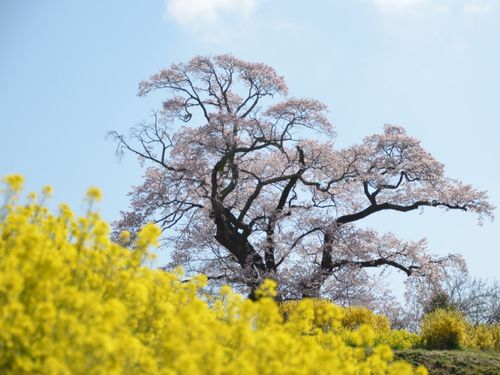塩ノ崎の大桜