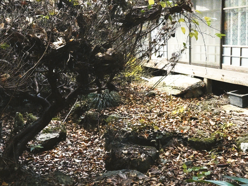 物件裏手は池があり、整備すれば風情のあるお庭が楽しめそう。