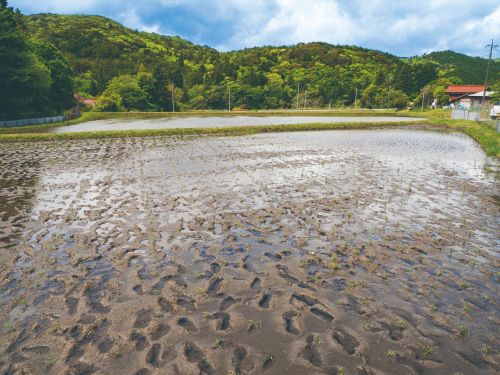 家族の足跡でいっぱいの田んぼ。初めての手植えを思いきり味わった幸せの足跡