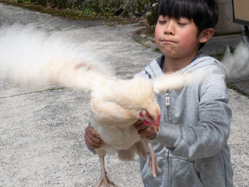 鶏が子どもたちの遊び相手にもなってくれます。抱っこしたりおいかけっこしたり（笑）