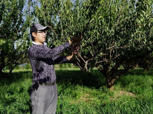 基本的な作業は、梅の木に実っている果実を収穫です