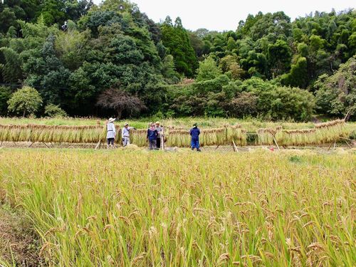 休耕地を活用し、複数世帯で協力し合って無肥料無農薬の米づくりをしています