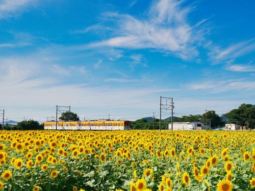 ひまわり畑の中を走る近江鉄道