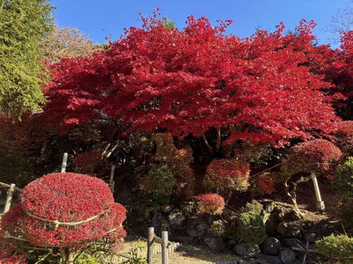 真っ赤に染まる紅葉の木（花巻温泉）